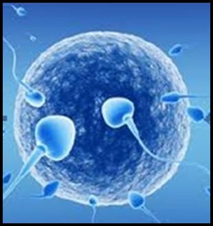 Male Infertility Treatment